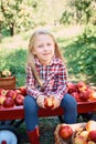 Child picking apples on farm in autumn. Little girl playing in apple tree orchard. Healthy nutrition. Cute little girl eating red Royalty Free Stock Photo