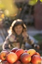 Child picking apples on farm in autumn. Little girl playing in tree orchard. Cute girl eating red delicious fruit. Apple Royalty Free Stock Photo