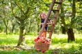 Child picking apples on farm. Fruit orchard fun Royalty Free Stock Photo
