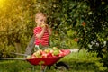 Child picking apples on a farm. Little boy playing in apple tree orchard. Kid pick fruit and put them in a wheelbarrow. Baby Royalty Free Stock Photo