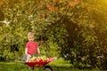 Child picking apples on a farm. Little boy playing in apple tree orchard. Kid pick fruit and put them in a wheelbarrow. Baby Royalty Free Stock Photo