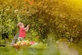 Child picking apples on a farm. Little boy playing in apple tree orchard. Kid pick fruit and put them in a wheelbarrow. Baby Royalty Free Stock Photo