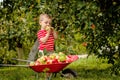 Child picking apples on a farm. Little boy playing in apple tree orchard. Kid pick fruit and put them in a wheelbarrow. Baby Royalty Free Stock Photo
