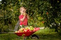 Child picking apples on a farm. Little boy playing in apple tree orchard. Kid pick fruit and put them in a wheelbarrow. Baby Royalty Free Stock Photo