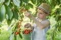 The child is picking cherries in the garden. Little boy tears sweet cherry from a tree in the garden. Selective focus Royalty Free Stock Photo