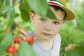 The child is picking cherries in the garden. Little boy tears sweet cherry from a tree in the garden. Selective focus Royalty Free Stock Photo