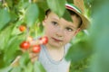 The child is picking cherries in the garden. Little boy tears sweet cherry from a tree in the garden. Selective focus Royalty Free Stock Photo