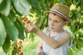 The child is picking cherries in the garden. Little boy tears sweet cherry from a tree in the garden. Selective focus Royalty Free Stock Photo