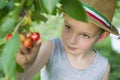 The child is picking cherries in the garden. Little boy tears sweet cherry from a tree in the garden. Selective focus Royalty Free Stock Photo