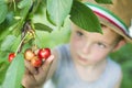 The child is picking cherries in the garden. Little boy tears sweet cherry from a tree in the garden. Selective focus Royalty Free Stock Photo