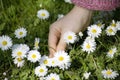 Child picking daisies Royalty Free Stock Photo