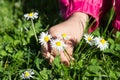 Child picking daisies Royalty Free Stock Photo