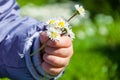 Child Picking Daisies Royalty Free Stock Photo