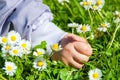 Child Picking Daisies Royalty Free Stock Photo