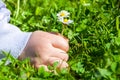 Child Picking Daisies Royalty Free Stock Photo