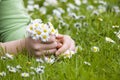 Child picking daisies Royalty Free Stock Photo