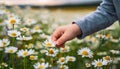 Child picking daisy Royalty Free Stock Photo