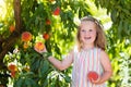 Child picking and eating peach from fruit tree Royalty Free Stock Photo