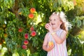 Child picking and eating peach from fruit tree Royalty Free Stock Photo