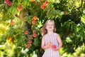 Child picking and eating peach from fruit tree