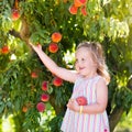 Child picking and eating peach from fruit tree Royalty Free Stock Photo