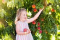 Child picking and eating peach from fruit tree