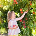 Child picking and eating peach from fruit tree Royalty Free Stock Photo