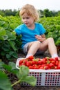 Child picking and eating strawberries at strawberry farm in summer. Girl sitting in field. Royalty Free Stock Photo