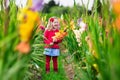Child picking fresh gladiolus flowers Royalty Free Stock Photo