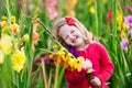 Child picking fresh gladiolus flowers Royalty Free Stock Photo