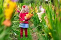 Child picking fresh gladiolus flowers Royalty Free Stock Photo