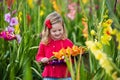 Child picking fresh gladiolus flowers Royalty Free Stock Photo