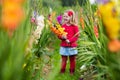 Child picking fresh gladiolus flowers Royalty Free Stock Photo