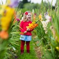 Child picking fresh gladiolus flowers Royalty Free Stock Photo