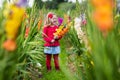 Child picking fresh gladiolus flowers Royalty Free Stock Photo