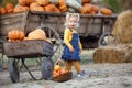 Cute little girl having fun with huge pumpkins on a pumpkin patch. Royalty Free Stock Photo