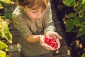 Child picking raspberry. Kids pick fresh fruit on organic raspberries farm. Children gardening and harvesting berry. Toddler kid Royalty Free Stock Photo