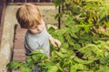 Child picking raspberry. Kids pick fresh fruit on organic raspberries farm. Children gardening and harvesting berry. Toddler kid Royalty Free Stock Photo