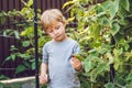 Child picking raspberry. Kids pick fresh fruit on organic raspberries farm. Children gardening and harvesting berry. Toddler kid Royalty Free Stock Photo