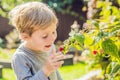 Child picking raspberry. Kids pick fresh fruit on organic raspberries farm. Children gardening and harvesting berry. Toddler kid Royalty Free Stock Photo