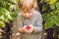 Child picking raspberry. Kids pick fresh fruit on organic raspberries farm. Children gardening and harvesting berry. Toddler kid Royalty Free Stock Photo