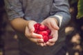 Child picking raspberry. Kids pick fresh fruit on organic raspberries farm. Children gardening and harvesting berry. Toddler kid Royalty Free Stock Photo