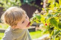 Child picking raspberry. Kids pick fresh fruit on organic raspberries farm. Children gardening and harvesting berry. Toddler kid Royalty Free Stock Photo