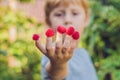 Child picking raspberry. Kids pick fresh fruit on organic raspberries farm. Children gardening and harvesting berry. Toddler kid Royalty Free Stock Photo