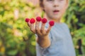 Child picking raspberry. Kids pick fresh fruit on organic raspberries farm. Children gardening and harvesting berry. Toddler kid Royalty Free Stock Photo