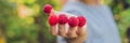 Child picking raspberry. Kids pick fresh fruit on organic raspberries farm. Children gardening and harvesting berry. Toddler kid e Royalty Free Stock Photo