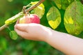 Child is picking red apple from tree branch Royalty Free Stock Photo