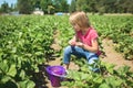 Child picking strawberries at a farm Royalty Free Stock Photo