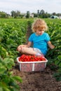 Child picking strawberries in the field. Strawberry farm. Little girl sitting in a field with basket full of berries in Royalty Free Stock Photo