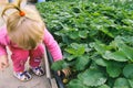 Child picking strawberries. Kids pick fresh fruit on organic strawberry farm.